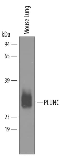 Mouse PLUNC Antibody, R D Systems 25&mu;g; Unlabeled:Antibodies, Polyclonal