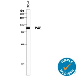 Human PLZF Antibody, R D Systems 25&mu;g; Unlabeled:Antibodies, Polyclonal