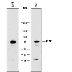 Mouse PLZF Antibody, R D Systems 25&mu;g; Unlabeled:Antibodies, Monoclonal