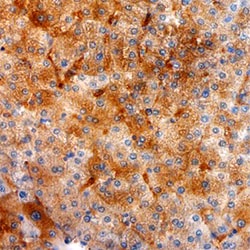 Human Purine Nucleoside Phosphorylase/PNP Antibody, R D Systems 100ug;