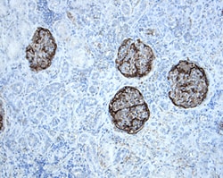 Human Podocalyxin Antibody, R D Systems 25&mu;g; Unlabeled:Antibodies,
