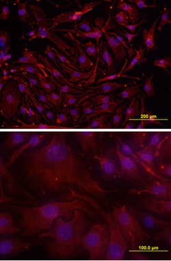 Mouse Podocalyxin Antibody, R D Systems 100ug; Unlabeled:Antibodies, Monoclonal