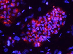 Human Podocalyxin Antibody, R D Systems 25&mu;g; Unlabeled:Antibodies,