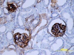 Mouse Podoplanin Antibody, R D Systems 100&mu;g; Unlabeled:Antibodies,