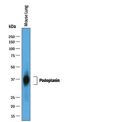 Mouse Podoplanin Antibody, R D Systems 100&mu;g; Unlabeled:Antibodies,