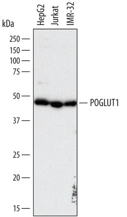Human Protein O-Glucosyltransferase 1/POGLUT1 Antibody, R D Systems 100 &mu;g | Buy Online | R&D Systems | Fisher Scientific