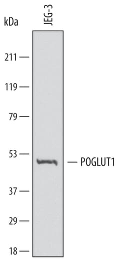 Human Protein O-Glucosyltransferase 1/POGLUT1 Antibody, R D Systems 100ug;