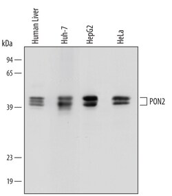 Human PON2 Antibody, R D Systems 25&mu;g; Unlabeled:Antibodies, Monoclonal