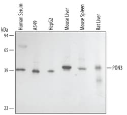 Human/Mouse/Rat PON3 Antibody, R D Systems 25&mu;g; Unlabeled:Antibodies,