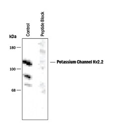 Rat/Xenopus Potassium Channel Kv2.2 Antibody, R D Systems 100&mu;L; Unlabeled:Antibodies,