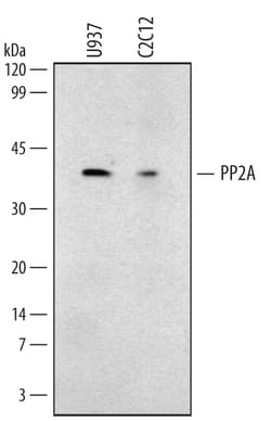 Human/Mouse/Rat PP2A Catalytic Subunit Antibody, R D Systems 100ug; Unlabeled:Antibodies,