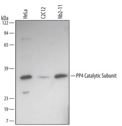 Human PP4 Catalytic Subunit Antibody, R D Systems 100ug; Unlabeled:Antibodies,