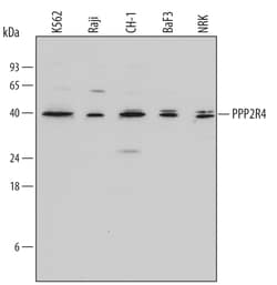 Human/Mouse/Rat PPP2R4 Antibody, R D Systems 100ug; Unlabeled:Antibodies,