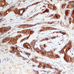 Human PRAS40 Antibody, R D Systems 25&mu;g; Unlabeled:Antibodies, Polyclonal
