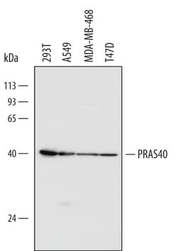 Human PRAS40 Antibody, R D Systems 100 &mu;g | Buy Online | R&D Systems | Fisher Scientific