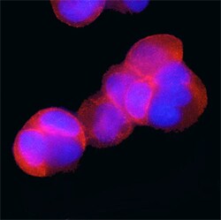 Human/Mouse Phospho-PRAS40 (T246) Antibody, R D Systems 25&mu;g; Unlabeled:Antibodies,