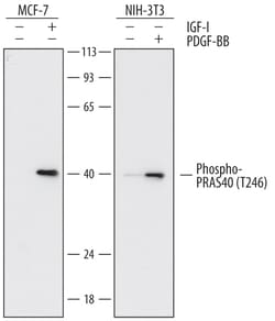 Human/Mouse Phospho-PRAS40 (T246) Antibody, R D Systems 25&mu;g; Unlabeled:Antibodies,