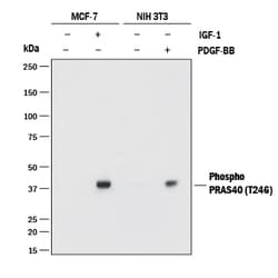 Human Phospho-PRAS40 (T246) Antibody, R D Systems:Antibodies:Primary Antibodies