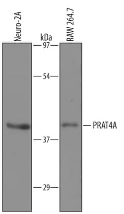 Mouse PRAT4A Antibody, R D Systems 100&mu;g; Unlabeled:Antibodies, Polyclonal