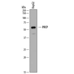 Human Lysosomal Pro-X Carboxypeptidase/PRCP Antibody, R D Systems 25&mu;g;