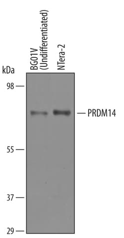 Human PRDM14 Antibody, R D Systems 25&mu;g; Unlabeled:Antibodies, Polyclonal