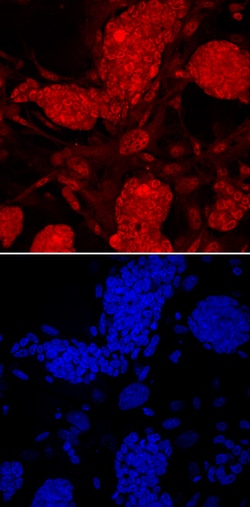 Mouse PRDM14 Antibody, R D Systems 100ug; Unlabeled:Antibodies, Monoclonal