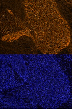 Human/Mouse PRDM16/MEL1 Antibody, R D Systems 100&mu;g; Unlabeled:Antibodies,