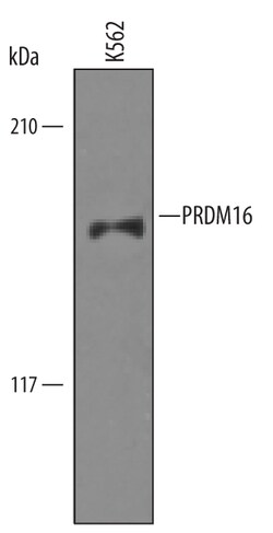 Human/Mouse PRDM16/MEL1 Antibody, R D Systems 100&mu;g; Unlabeled:Antibodies,