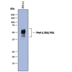 Mouse Pref-1/DLK1/FA1 Antibody, R D Systems 25 &mu;g | Buy Online | R&D Systems | Fisher Scientific