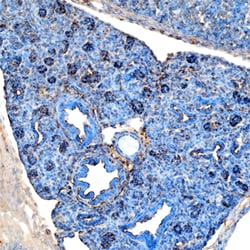 Mouse Pref-1/DLK1/FA1 Antibody, R D Systems 25 &mu;g | Buy Online | R&D Systems | Fisher Scientific