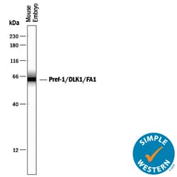 Mouse Pref-1/DLK1/FA1 Antibody, R D Systems 25 ug; Unconjugated:Antibodies,