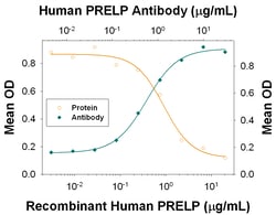 Human PRELP Antibody, R D Systems 25&mu;g; Unlabeled:Antibodies, Monoclonal