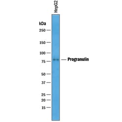 Human Progranulin/PGRN Antibody, R D Systems 100&mu;g; Unlabeled:Antibodies,