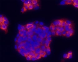 Human/Mouse Proinsulin Antibody, R D Systems 100 &mu;g | Buy Online | R&D Systems | Fisher Scientific