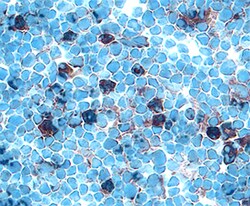 Rat Prolactin R Antibody, R D Systems 25&mu;g; Unlabeled:Antibodies, Polyclonal