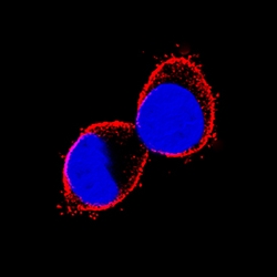 Human Prominin 2 Antibody, R D Systems 25&mu;g; Unlabeled:Antibodies, Monoclonal