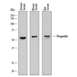 Human/Mouse/Rat Properdin Antibody, R D Systems 25&mu;g; Unlabeled:Antibodies,