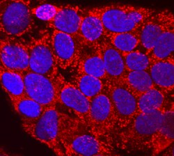 Human/Mouse Proprotein Convertase 2/PCSK2 Antibody, R D Systems 100&mu;g;