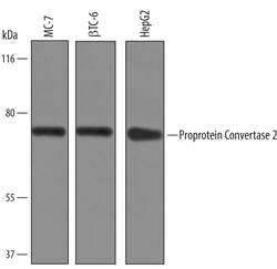 Human/Mouse Proprotein Convertase 2/PCSK2 Antibody, R D Systems 100&mu;g;