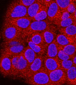 Human Proprotein Convertase 2/PCSK2 Antibody, R D Systems 100ug; Unlabeled:Antibodies,