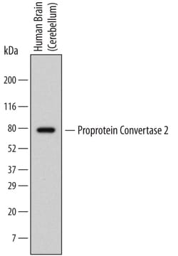Human Proprotein Convertase 2/PCSK2 Antibody, R D Systems 100ug; Unlabeled:Antibodies,