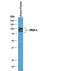 Human Protein S/PROS1 Antibody, R D Systems 100&mu;g; Unlabeled:Antibodies,