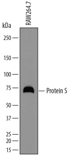 Mouse Protein S/PROS1 Antibody, R D Systems 25&mu;g; Unlabeled:Antibodies,