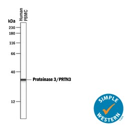 Human Proteinase 3/Myeloblastin/PRTN3 Antibody, R D Systems 100&mu;g; Unlabeled:Antibodies,