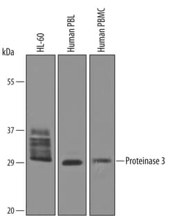 Human Proteinase 3/Myeloblastin/PRTN3 Antibody, R D Systems 100&mu;g; Unlabeled:Antibodies,