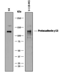 Human Protocadherin gamma C3 Antibody, R D Systems:Antibodies:Primary Antibodies