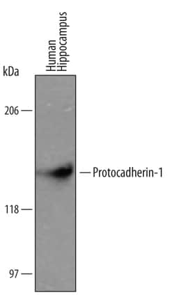 Human Protocadherin-1 Antibody, R D Systems 25 &mu;g | Buy Online | R&D Systems | Fisher Scientific