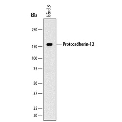 Mouse Protocadherin-12 Antibody, R D Systems 25&mu;g; Unlabeled:Antibodies,