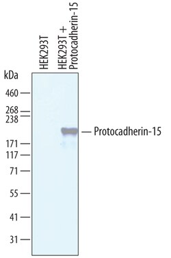 Human Protocadherin-15 Antibody, R D Systems 100&mu;g; Unlabeled:Antibodies,