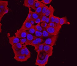 Human Protocadherin-8 Antibody, R D Systems 25&mu;g; Unlabeled:Antibodies,